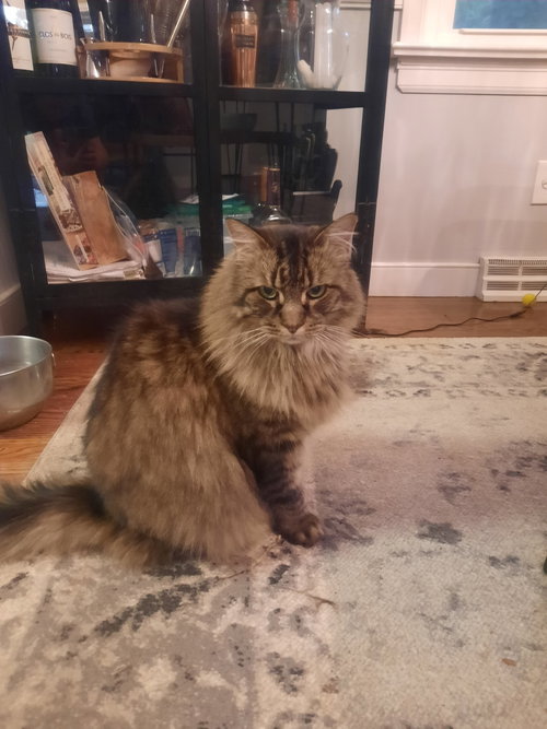 Kittyman Courtesy Post, an adoptable Maine Coon in Absecon, NJ