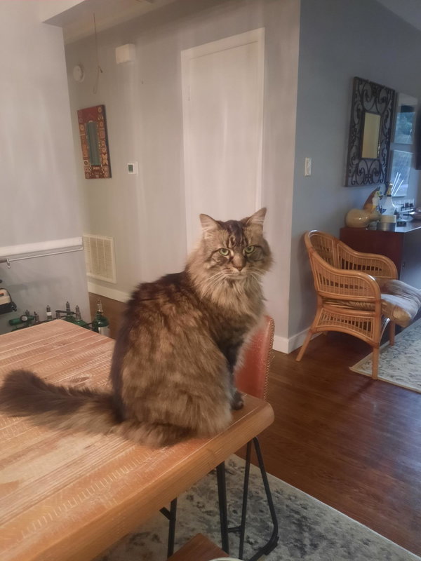 Kittyman Courtesy Post