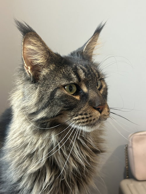 Paul, an adoptable Maine Coon in Absecon, NJ