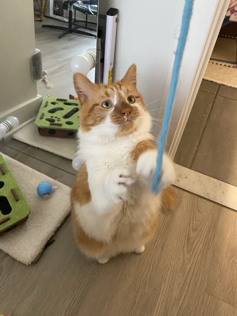 Spock - Maine Coon