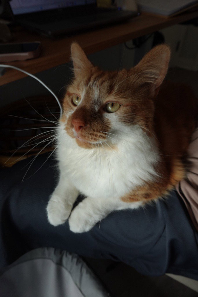 Spock, photo 5