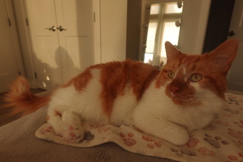 Photo 2 of Spock