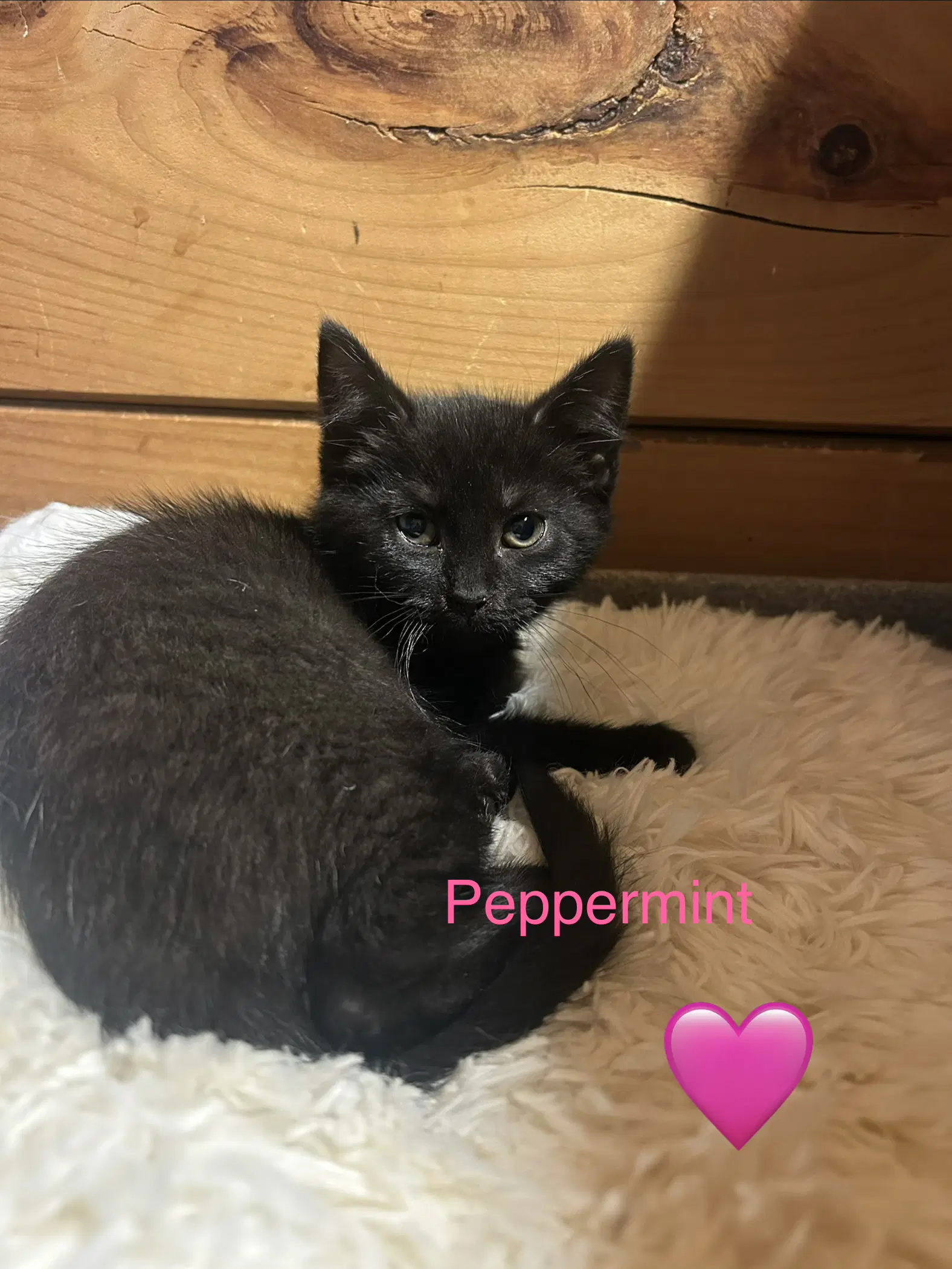 Peppermint - Domestic Short Hair