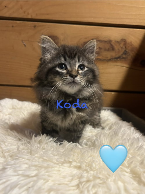 Koda