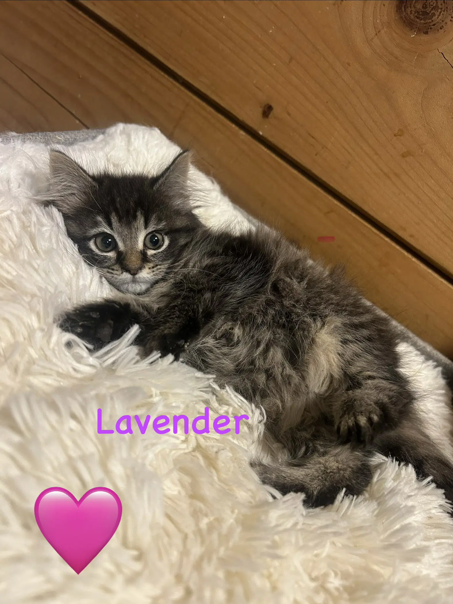 Lavender image 2