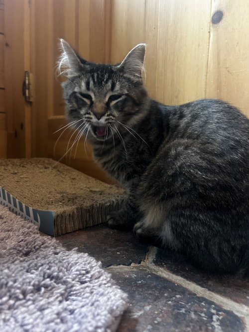 Lavender, a cat for adoption from Only Maine Coons Rescue