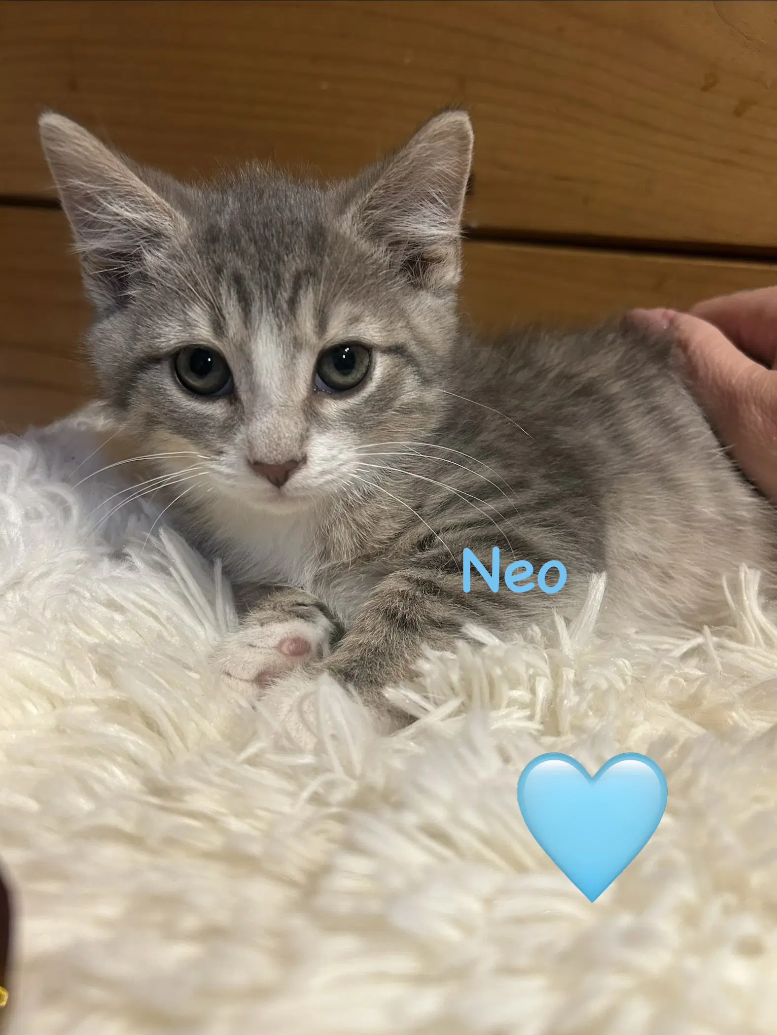 Neo - Domestic Short Hair