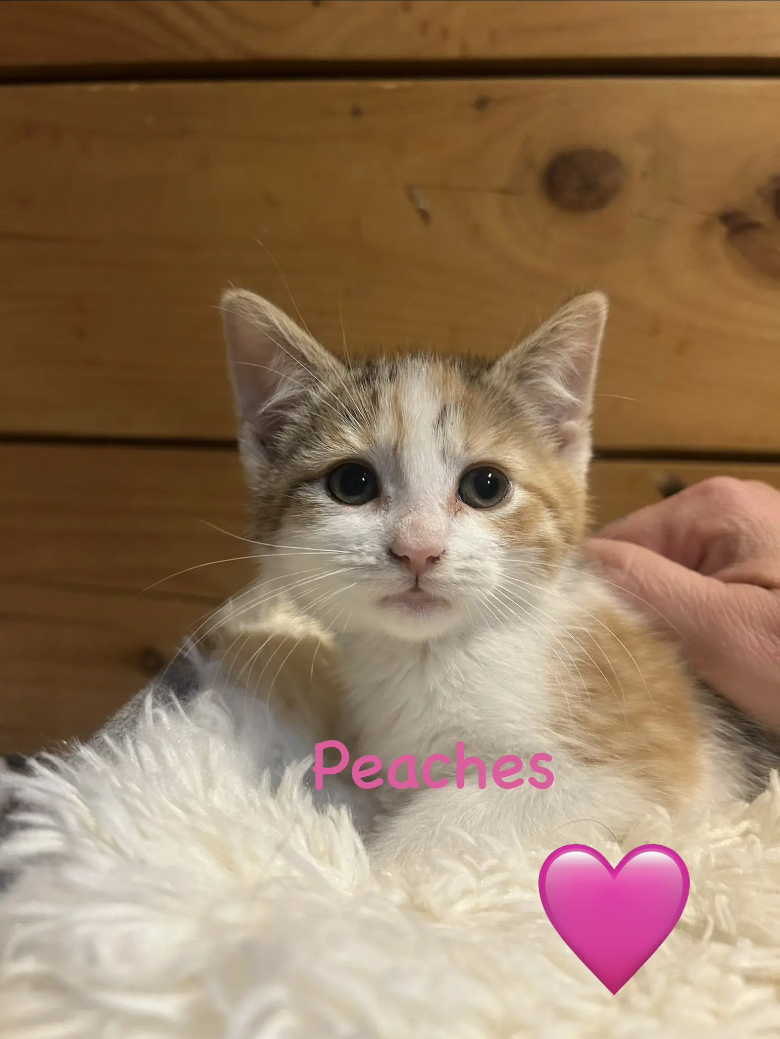 Peaches - Domestic Short Hair