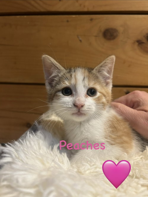 Peaches