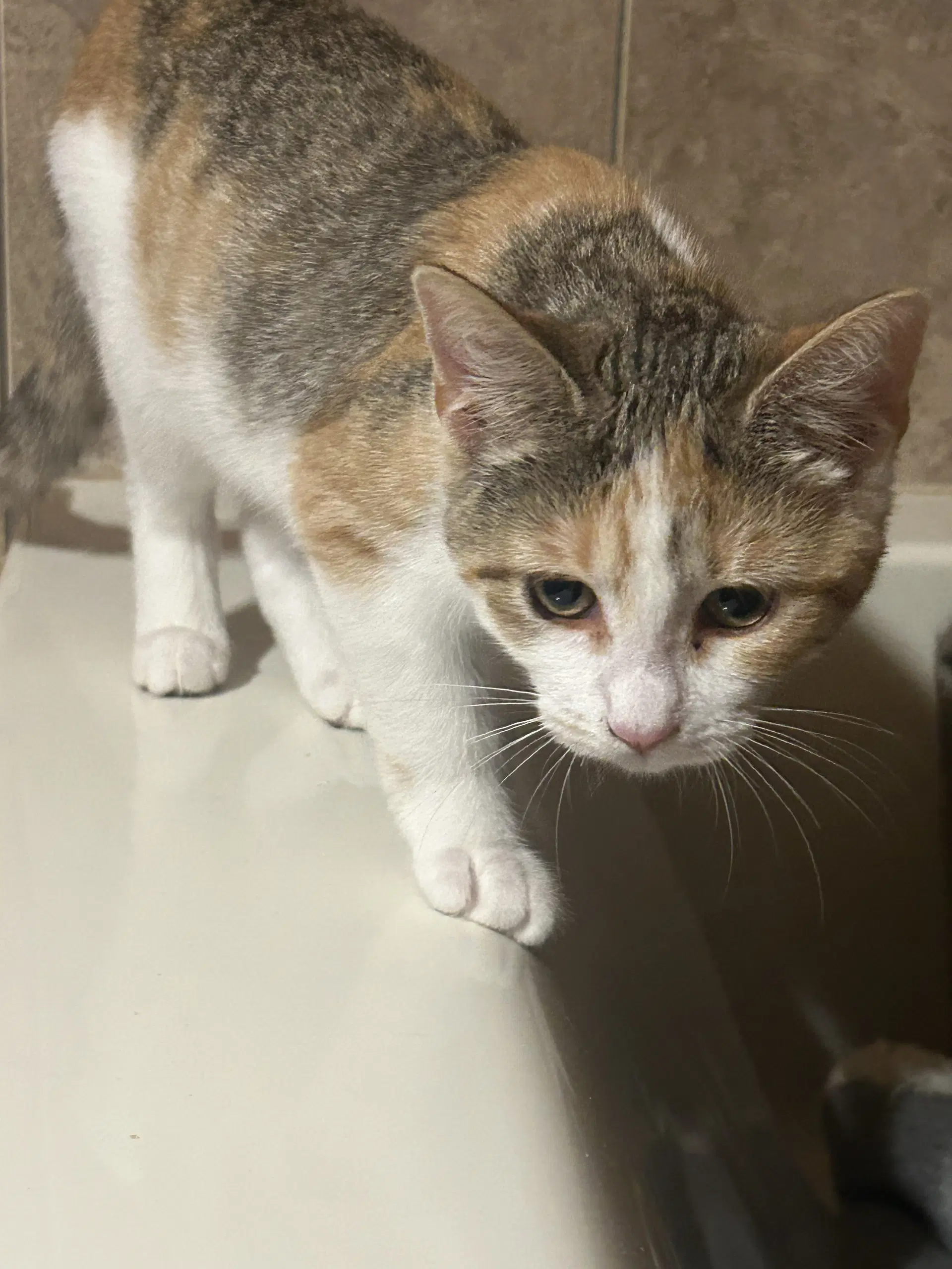 Peaches image 3