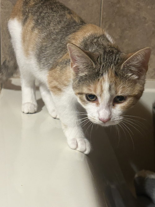 Photo 3 of Peaches