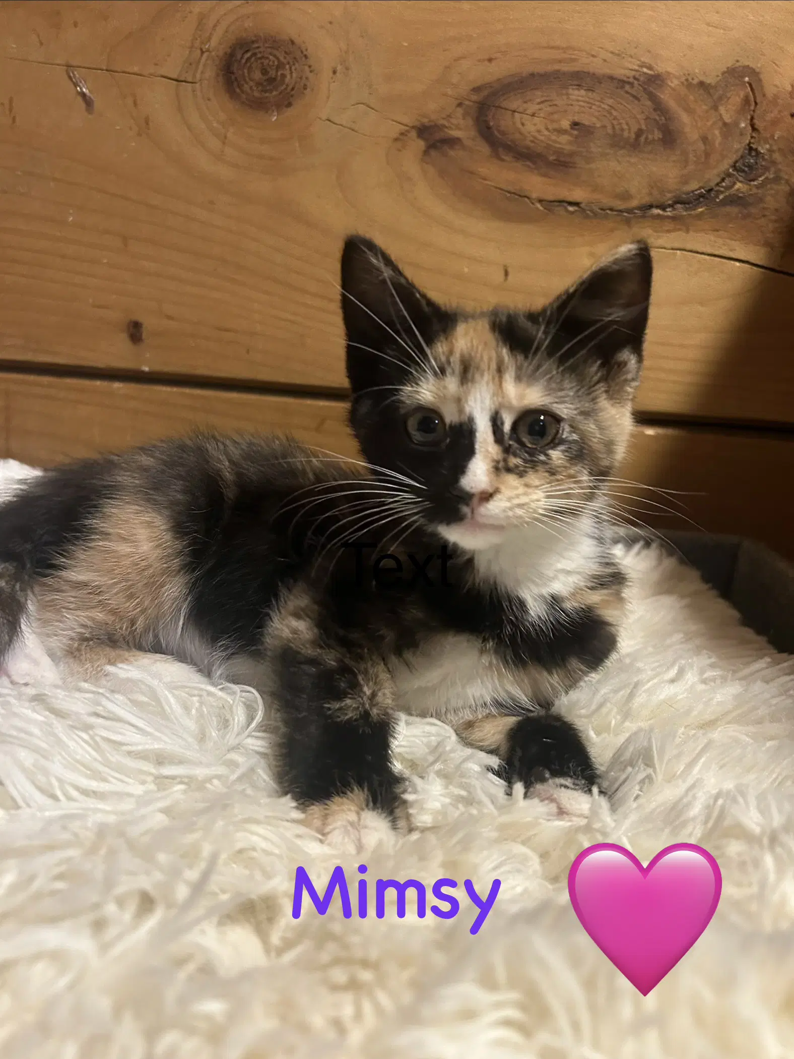Mimsy - Domestic Short Hair