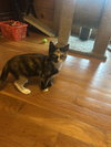 Mimsy