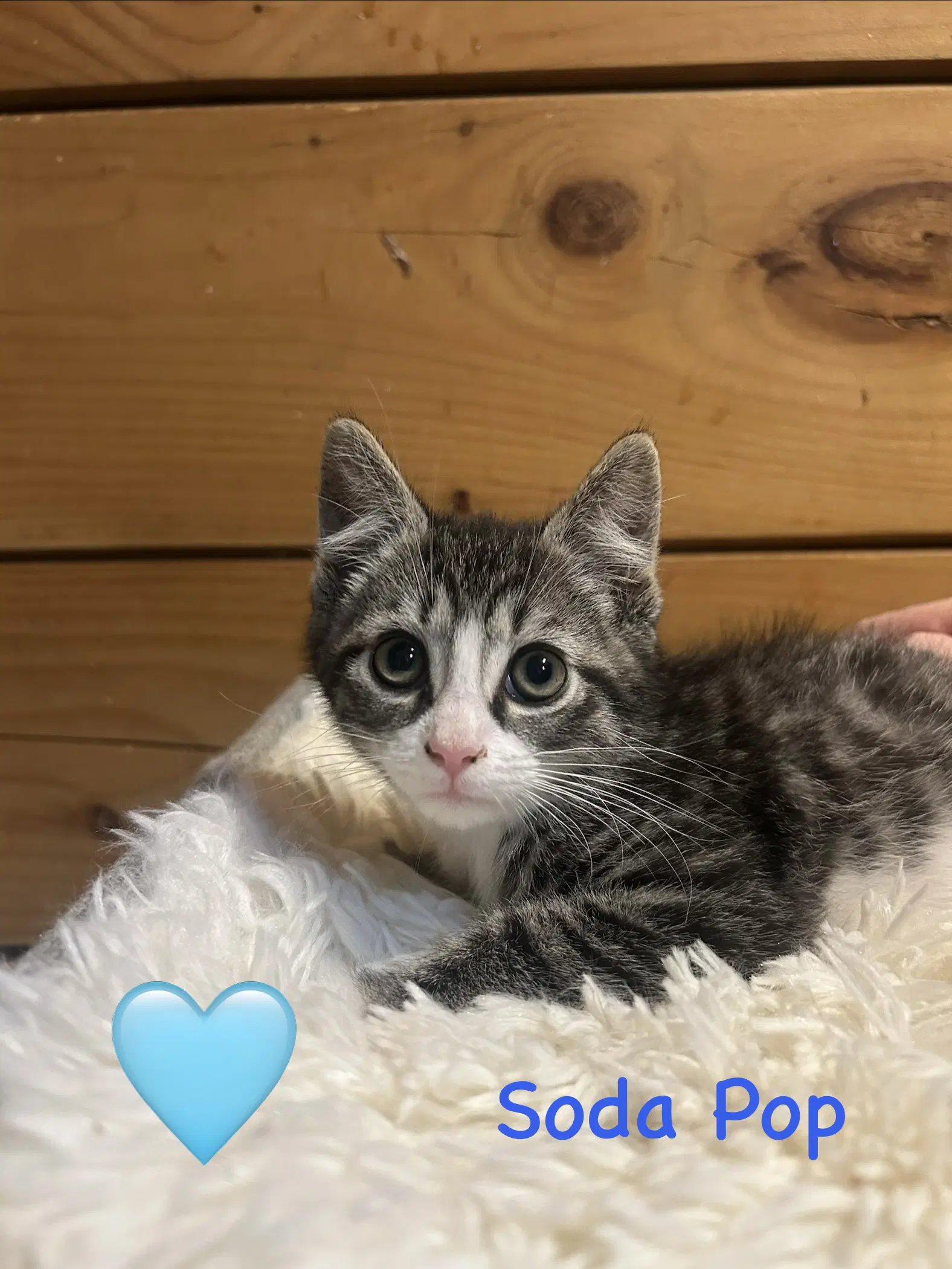 Soda Pop - Domestic Short Hair
