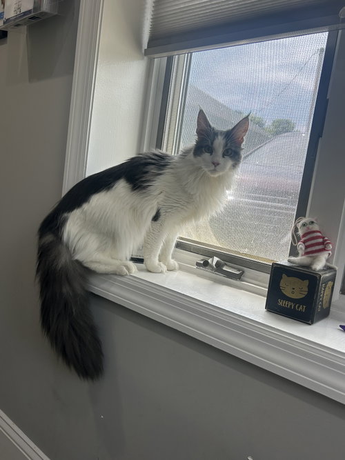 Pandora photo 3