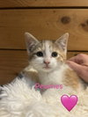 7 Kittens