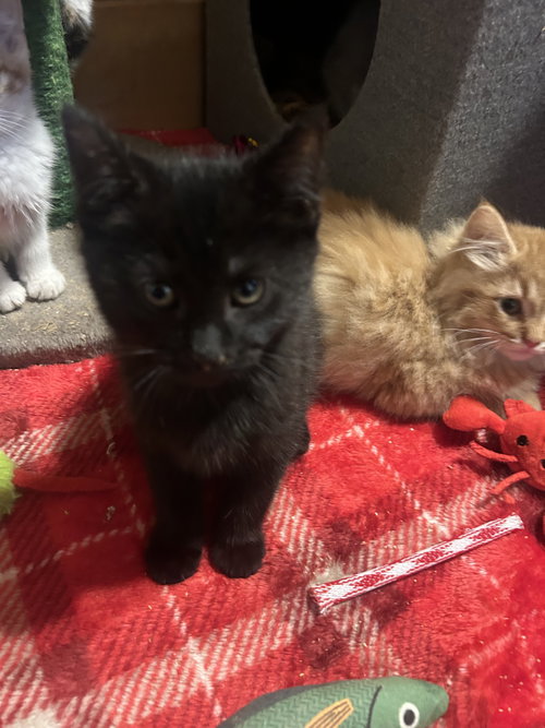 7 Kittens photo 7