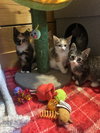 7 Kittens