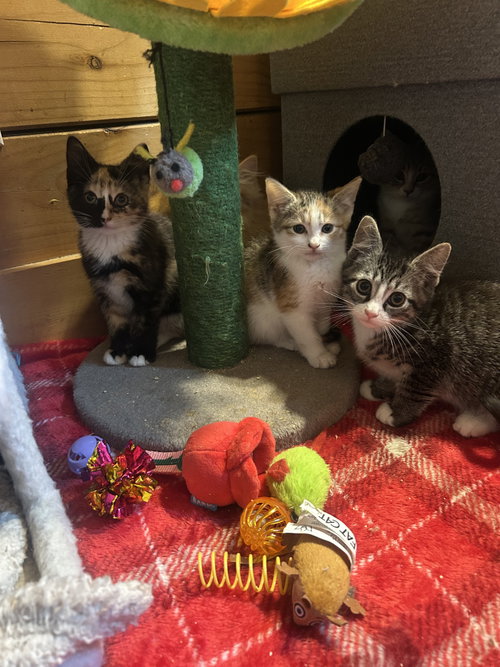 7 Kittens photo 8