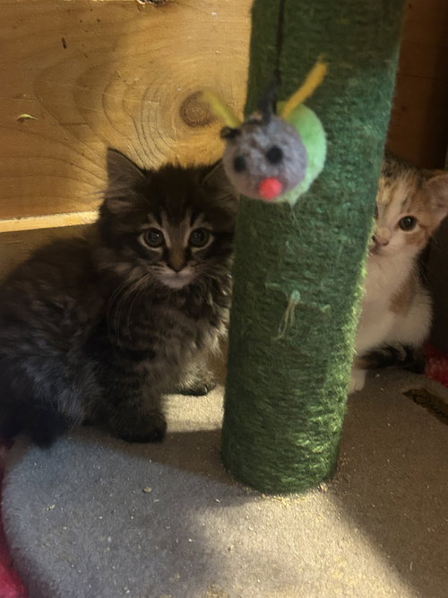 7 Kittens photo 9