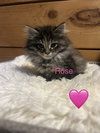 7 Kittens
