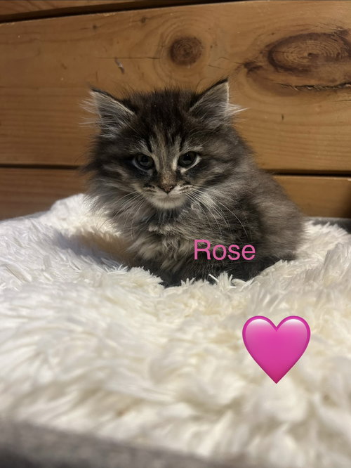7 Kittens photo 3