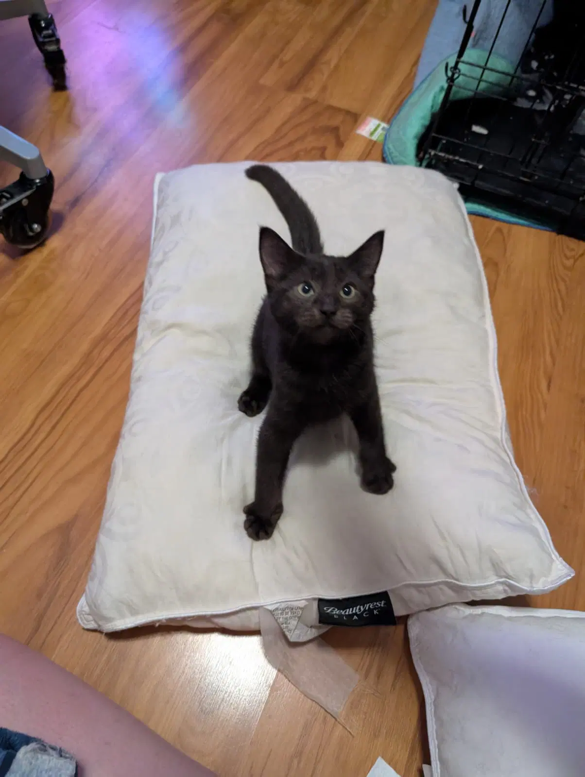 Lemmy - Maine Coon