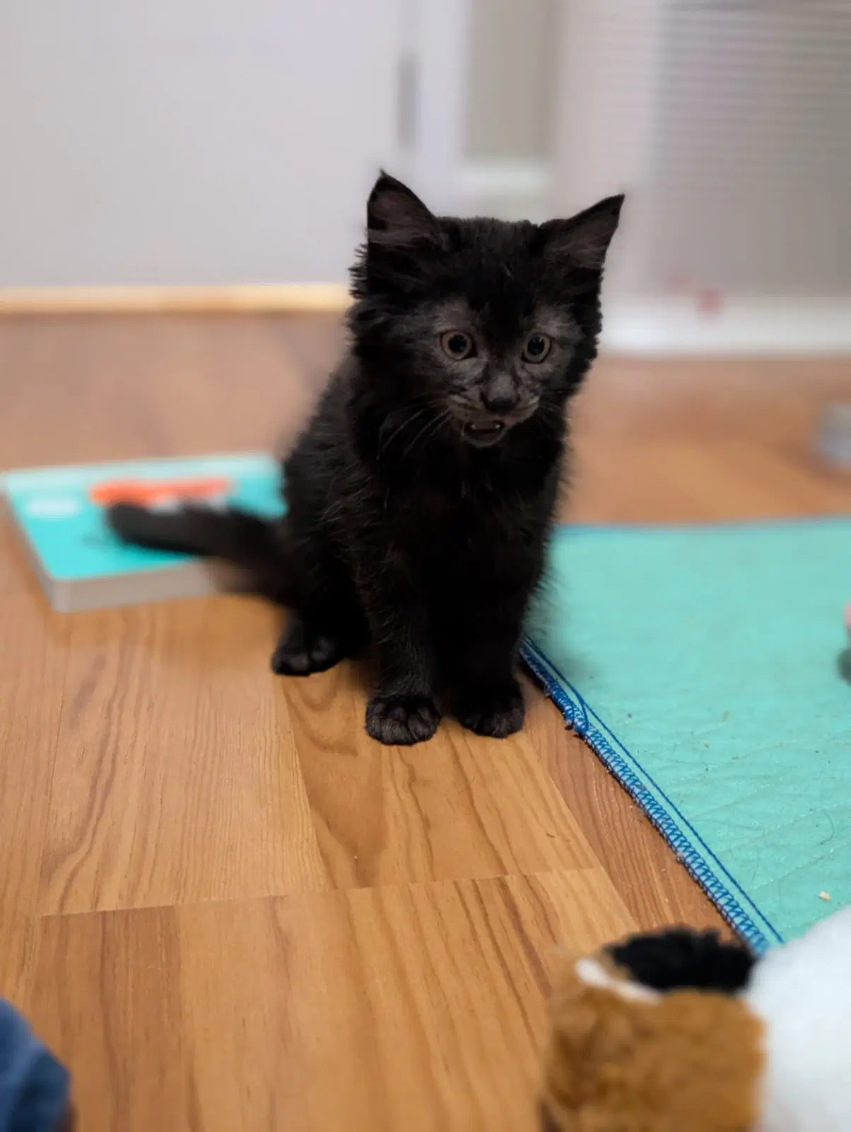 Ingrid - Domestic Medium Hair