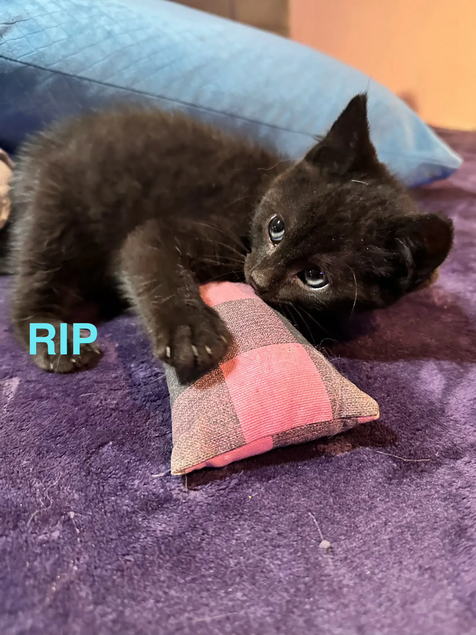 Ripp - Domestic Short Hair