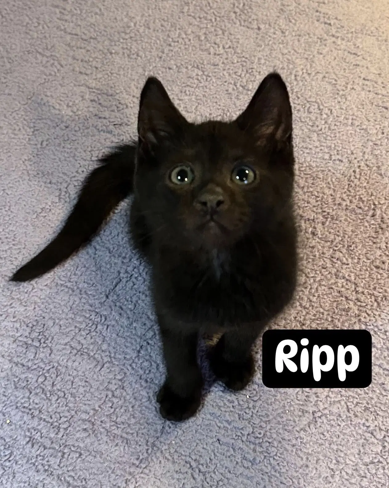 Ripp image 2