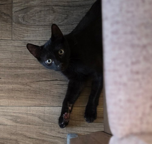 Ripp, Domestic Short Hair / Mixed (long coat)