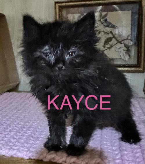 Kayce photo 2