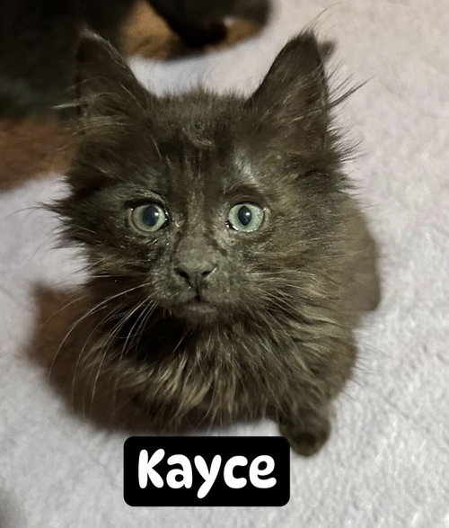 Kayce