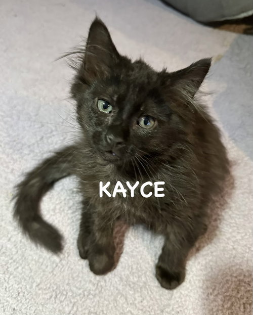 Kayce