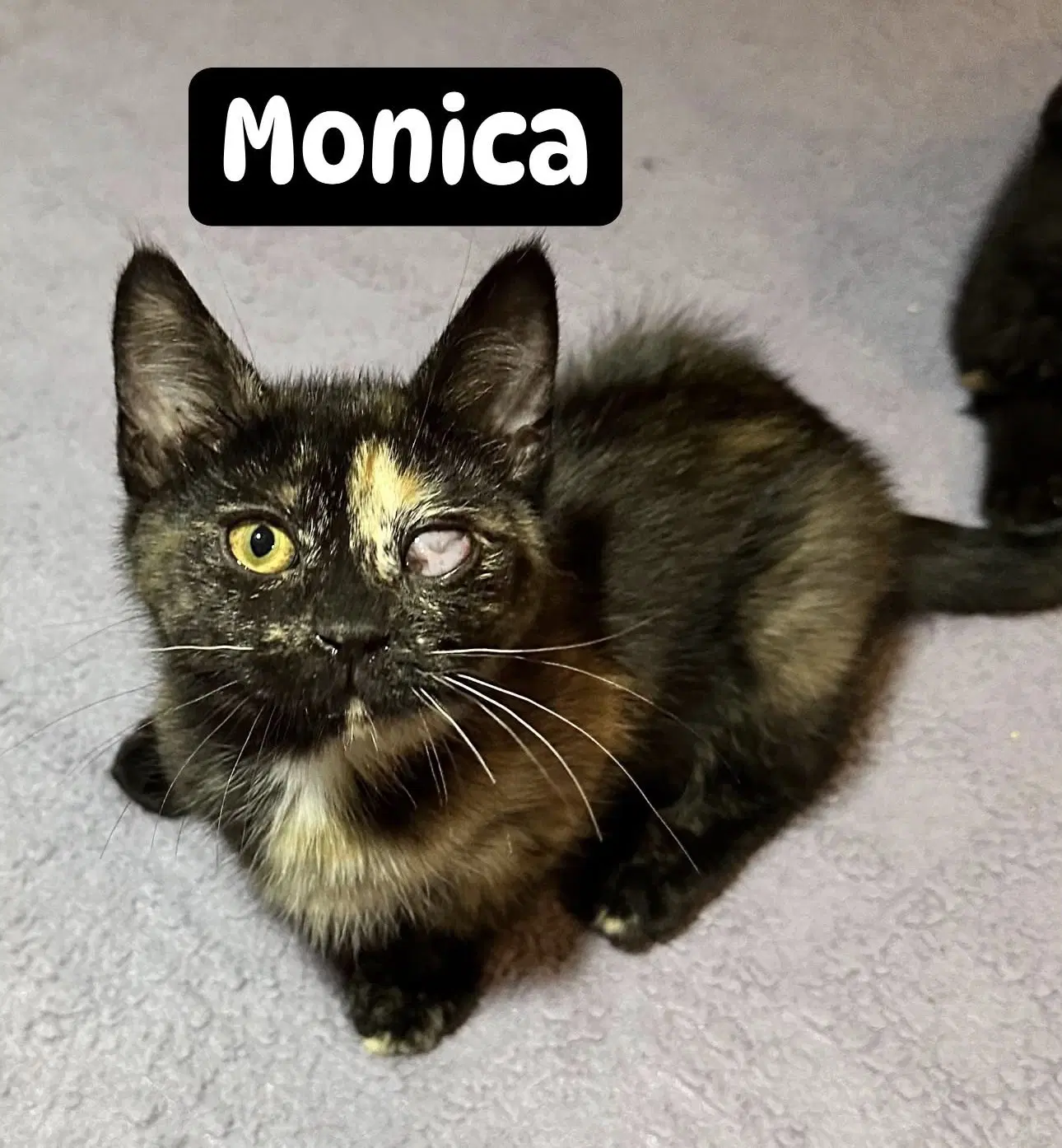 Monica image 2