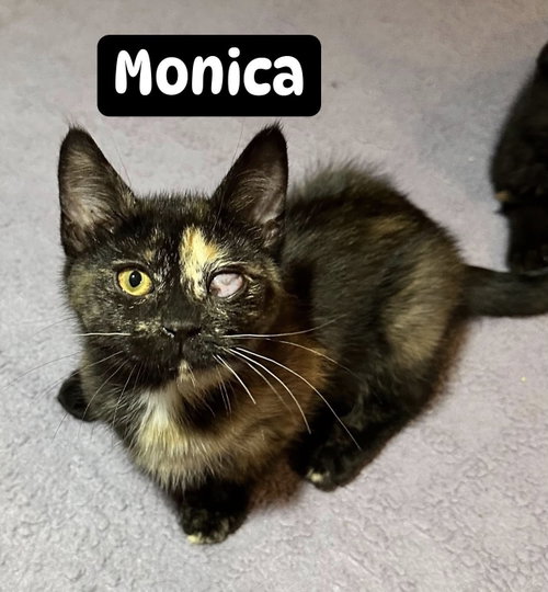 Monica