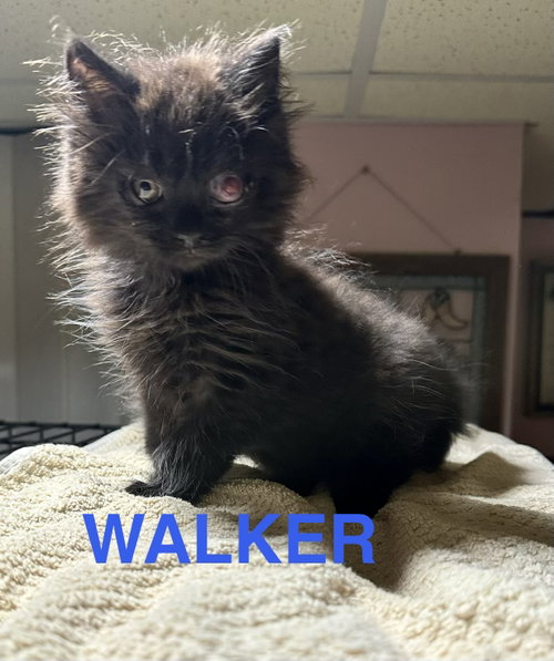 Walker photo 3