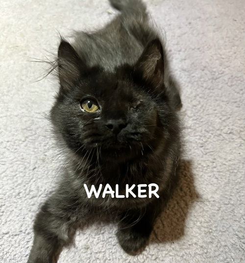 Walker