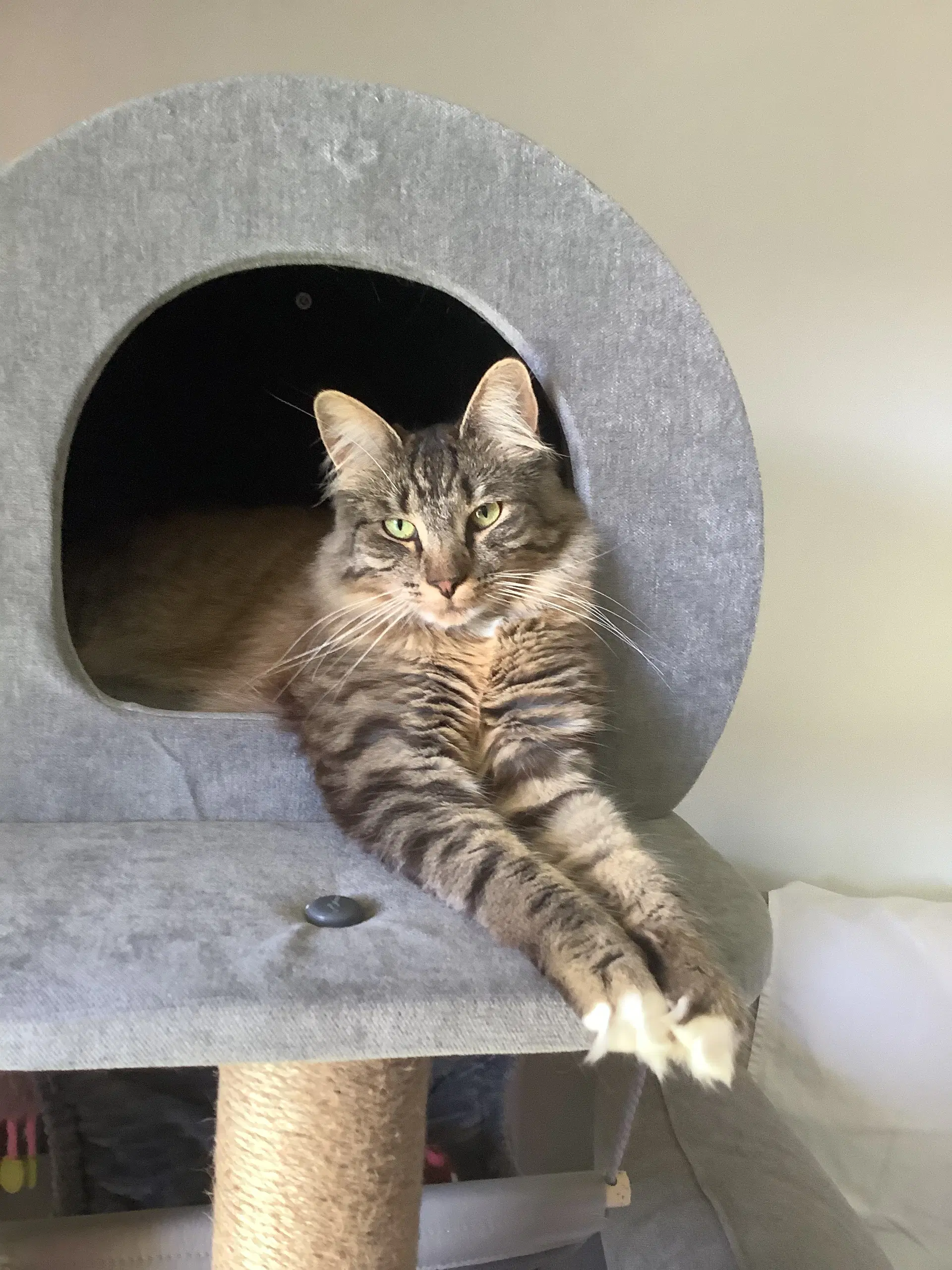 Lilly From Philly - Domestic Medium Hair
