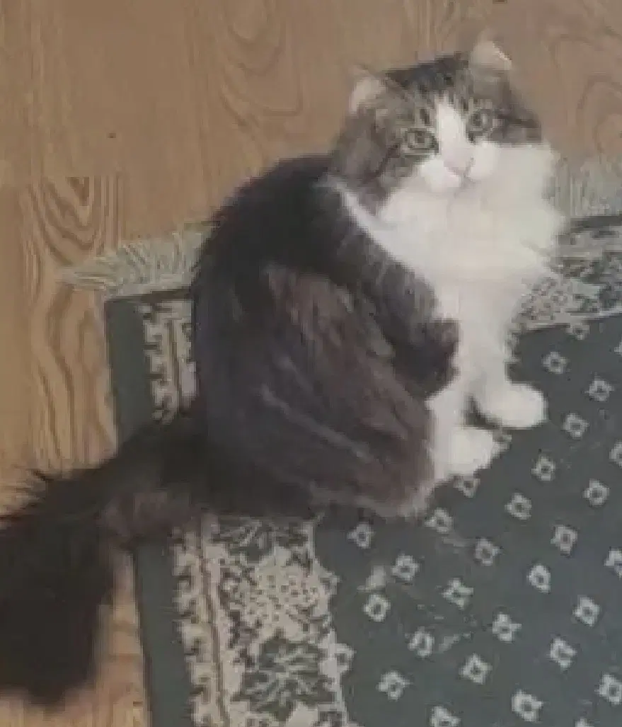 Beef - Maine Coon