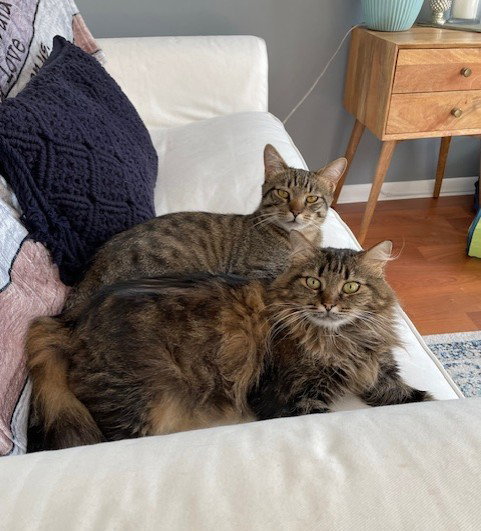 Stella & Taz Courtsey listing, a cat for adoption from Only Maine Coons Rescue
