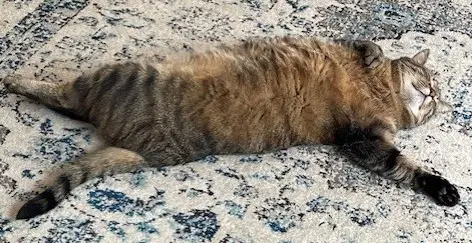 Taz Courtesy Listing - Maine Coon