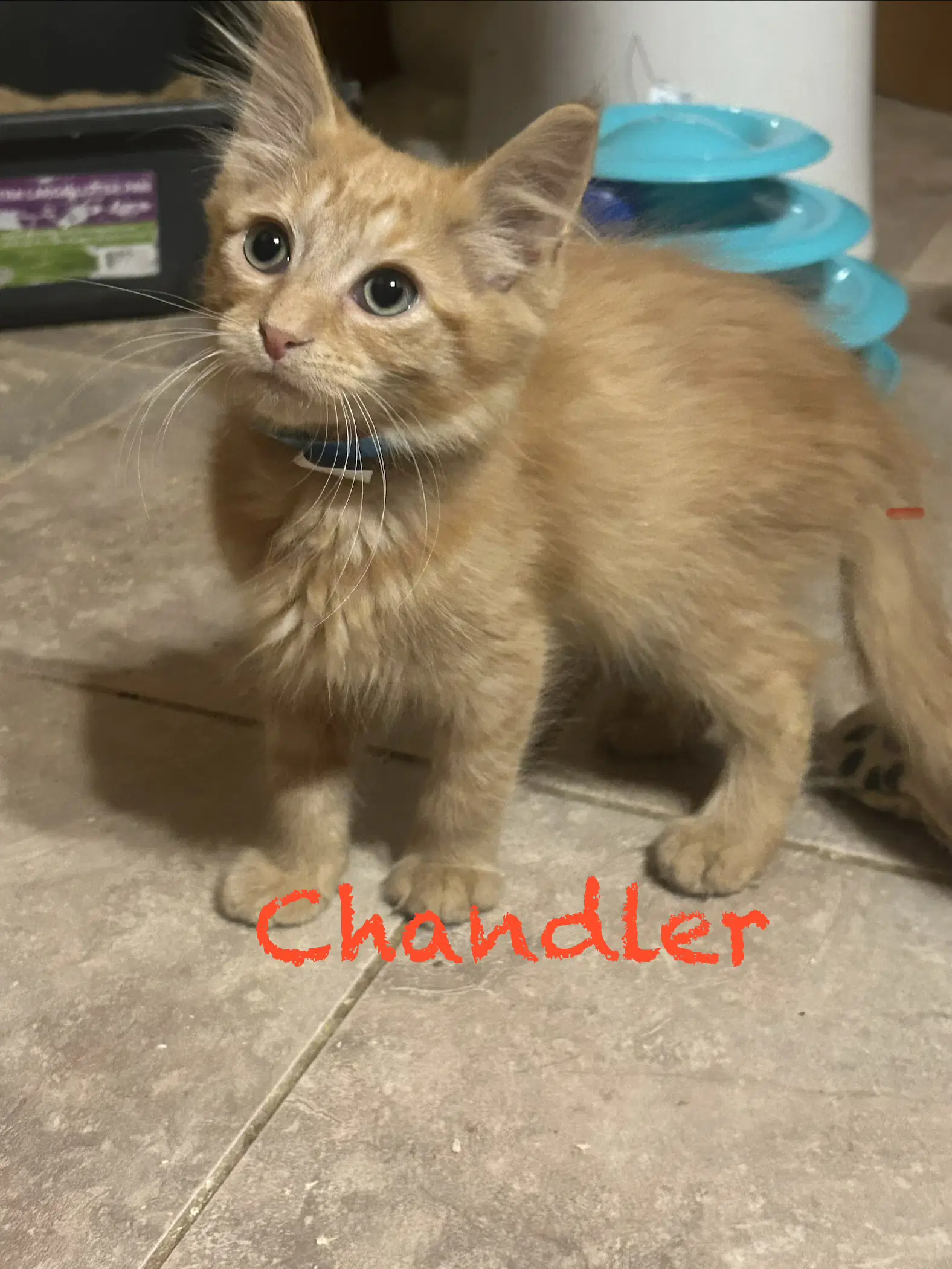 Chandler - Domestic Long Hair
