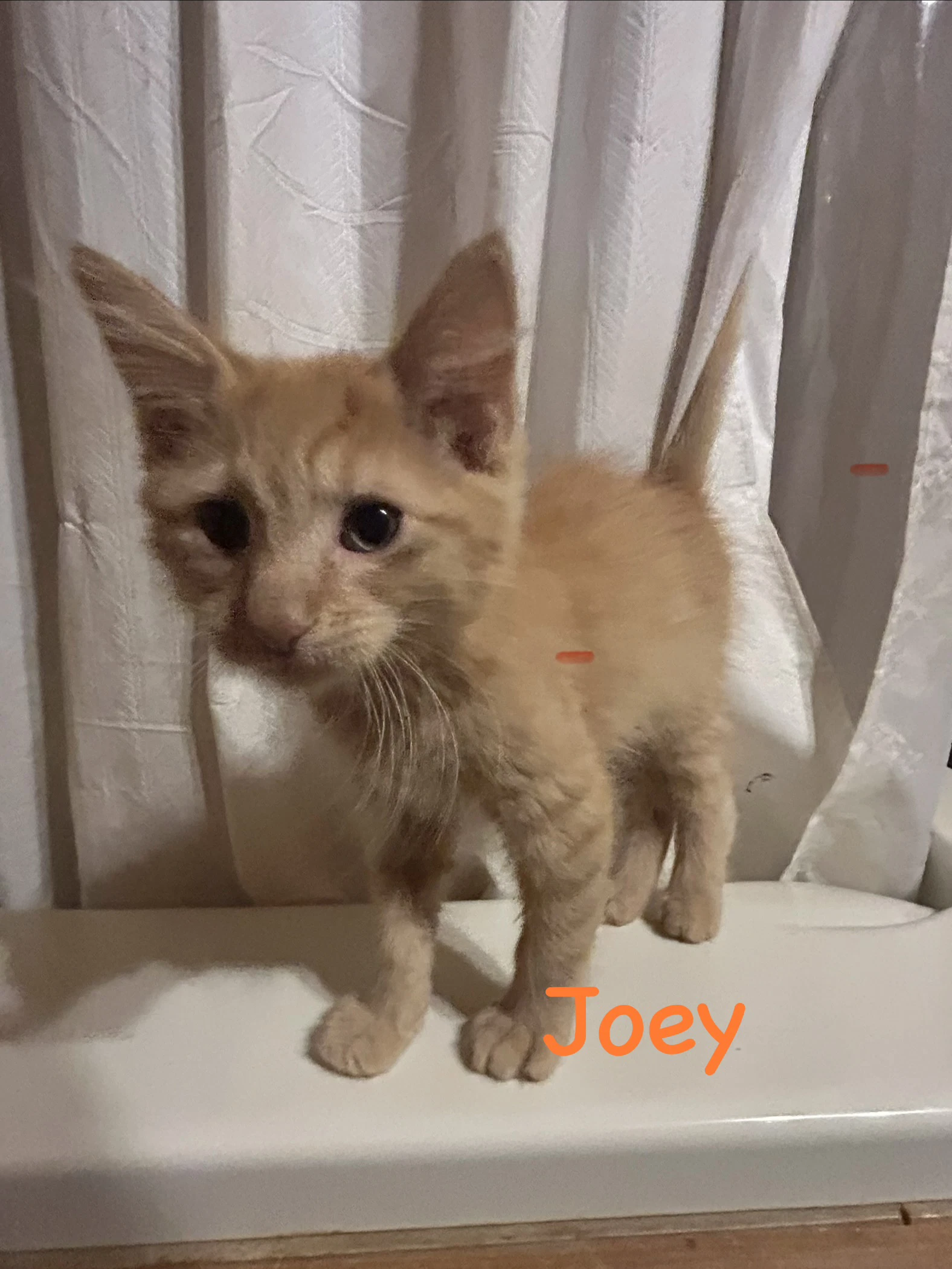 Joey