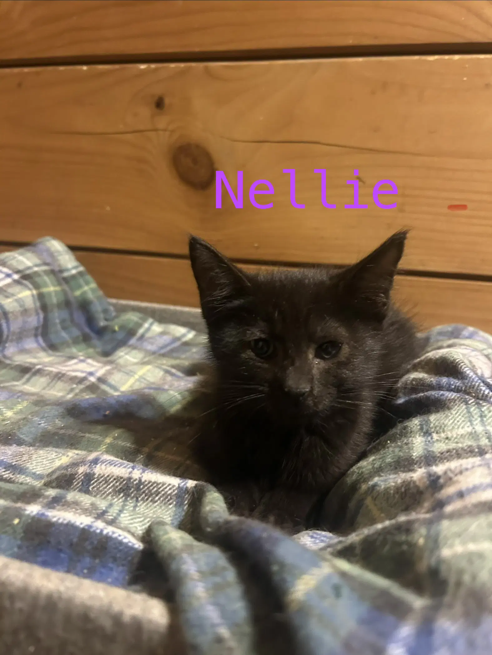 Nellie - Domestic Short Hair