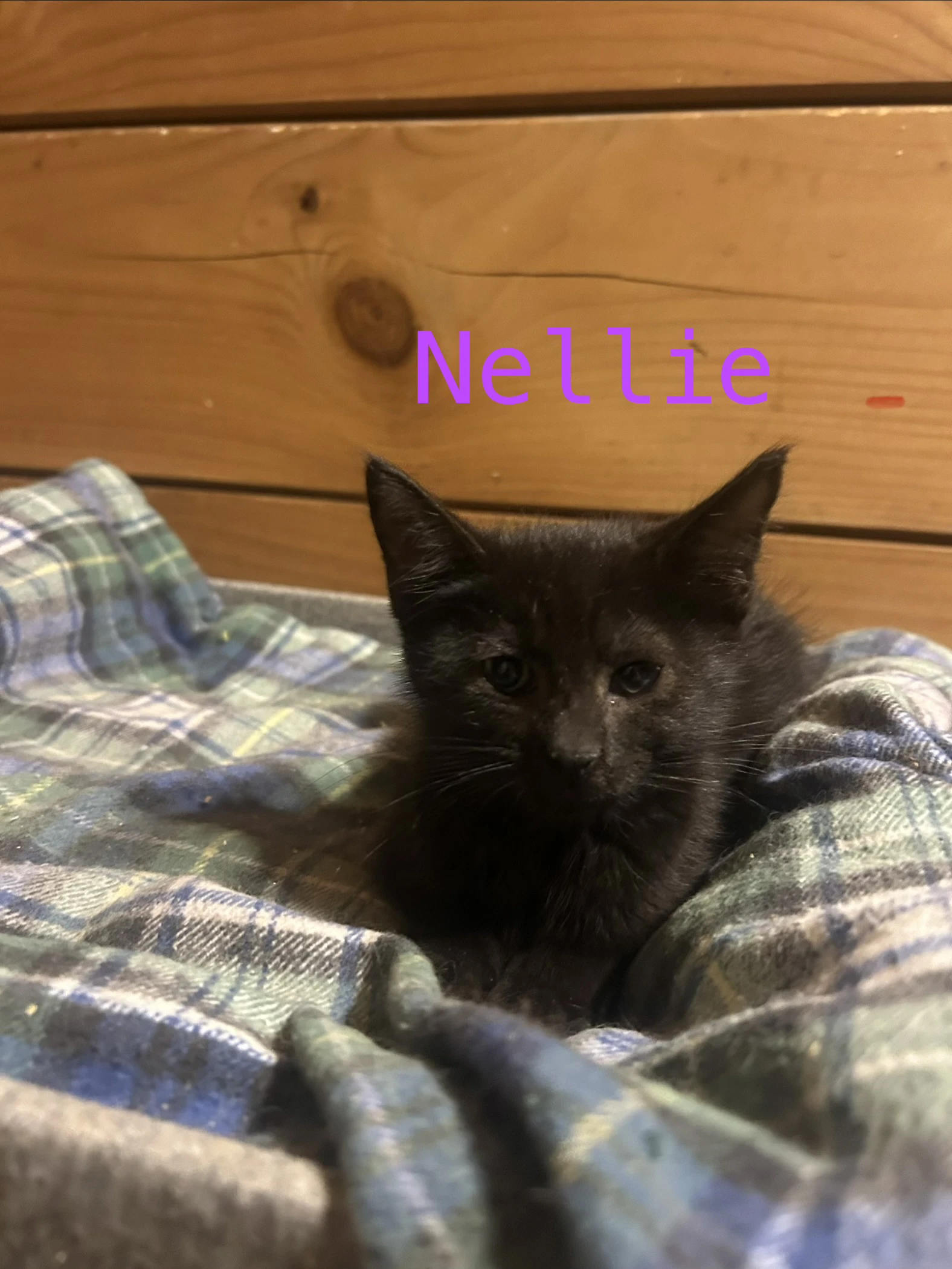 Nellie