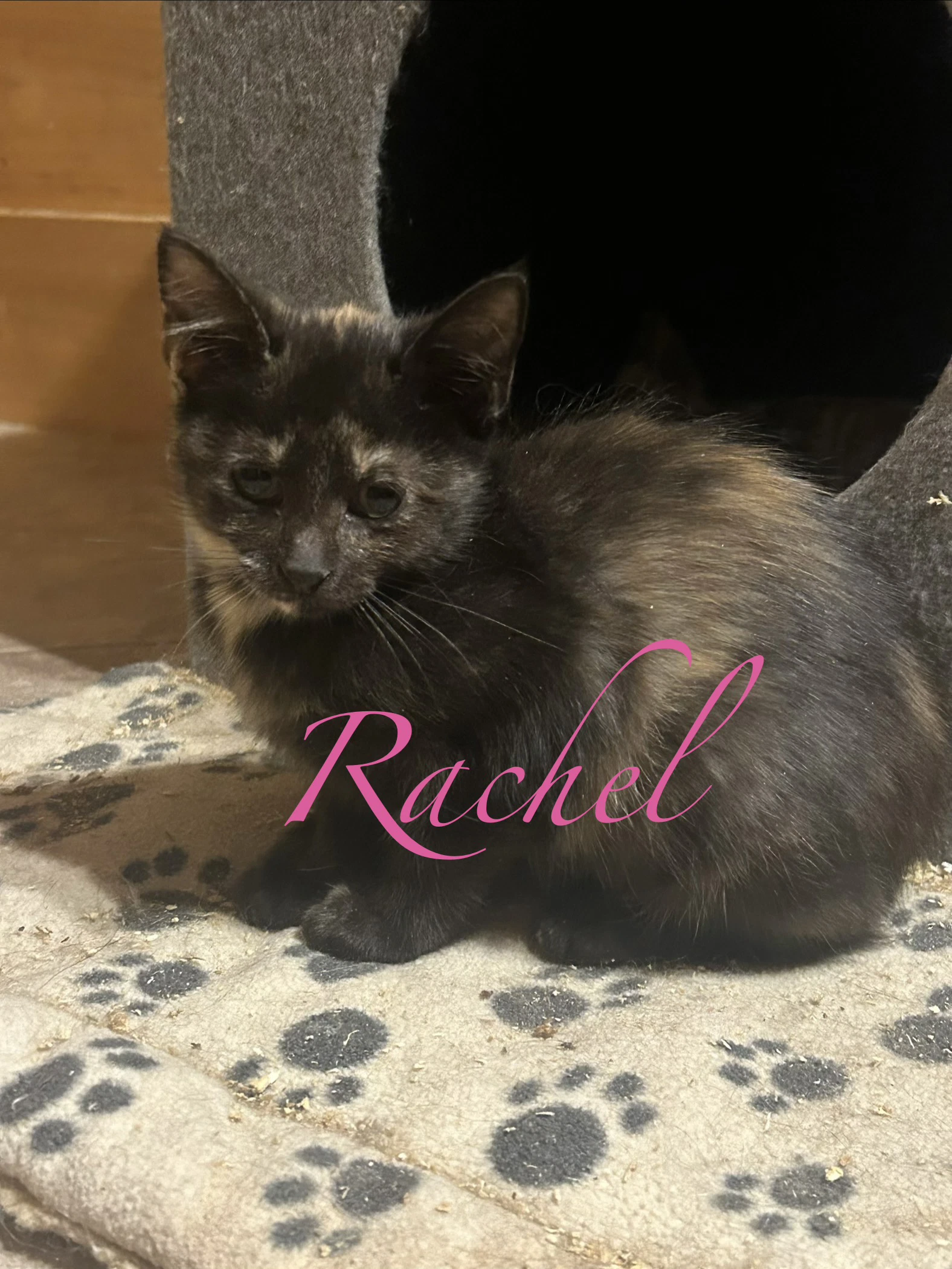 Rachel