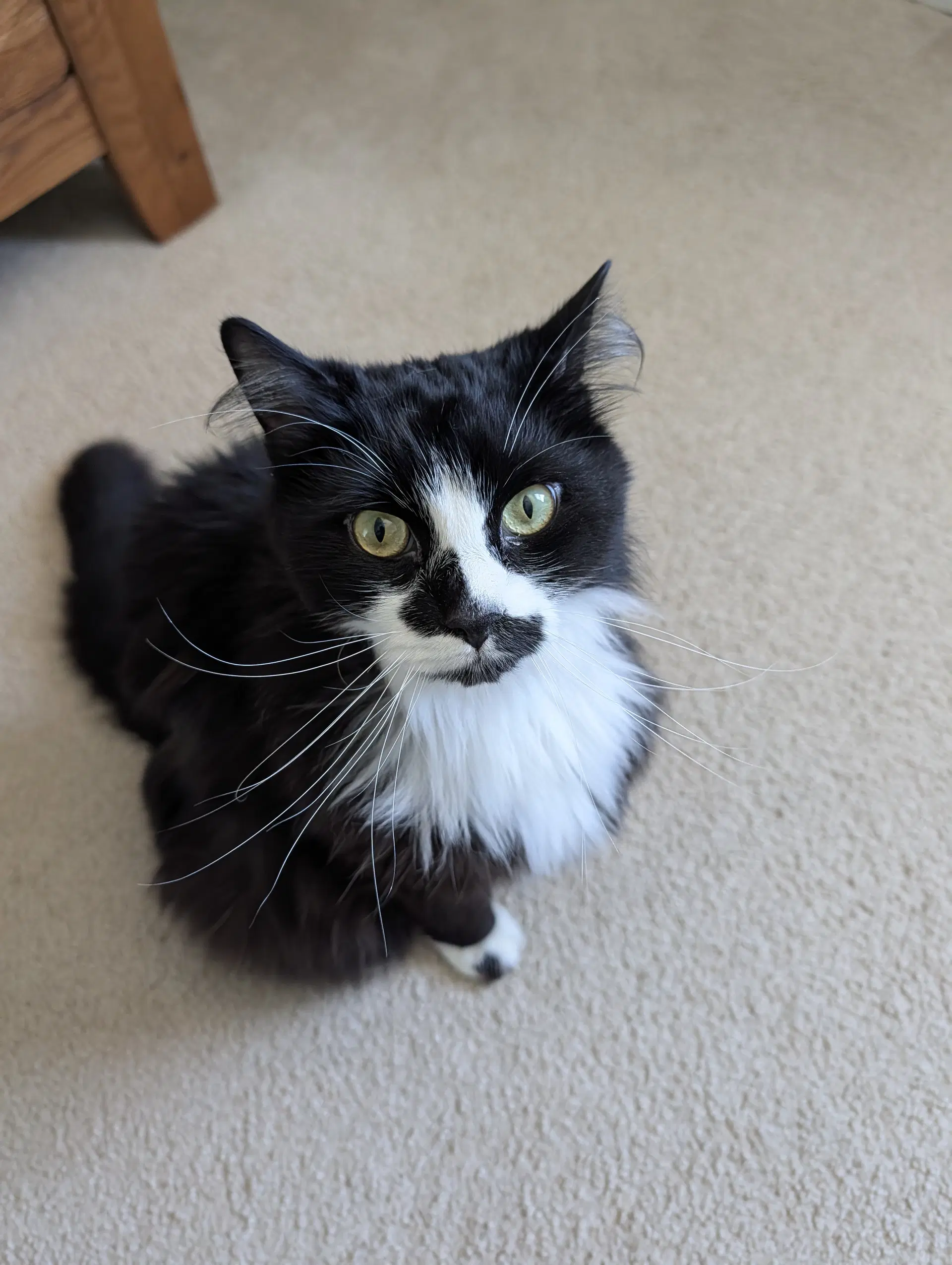 Buttons - Domestic Medium Hair