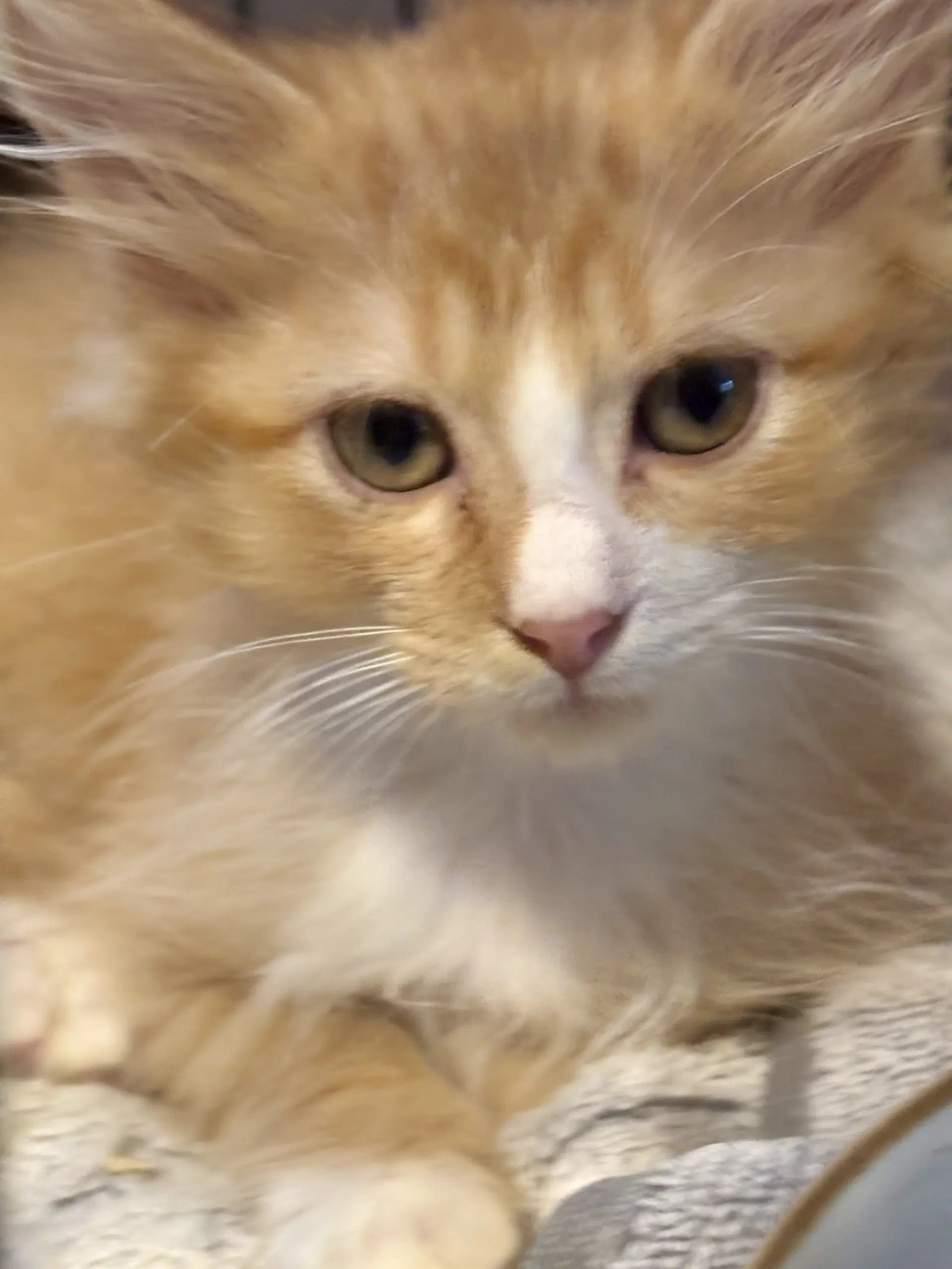 Salley - Maine Coon
