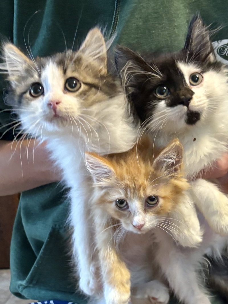 Salley, photo 3